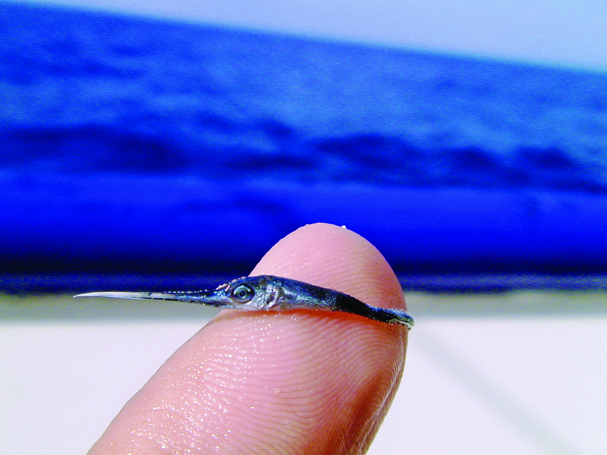 Marine Biologist Captures an Amazing Closeup Photo of a Teeny Tiny Baby