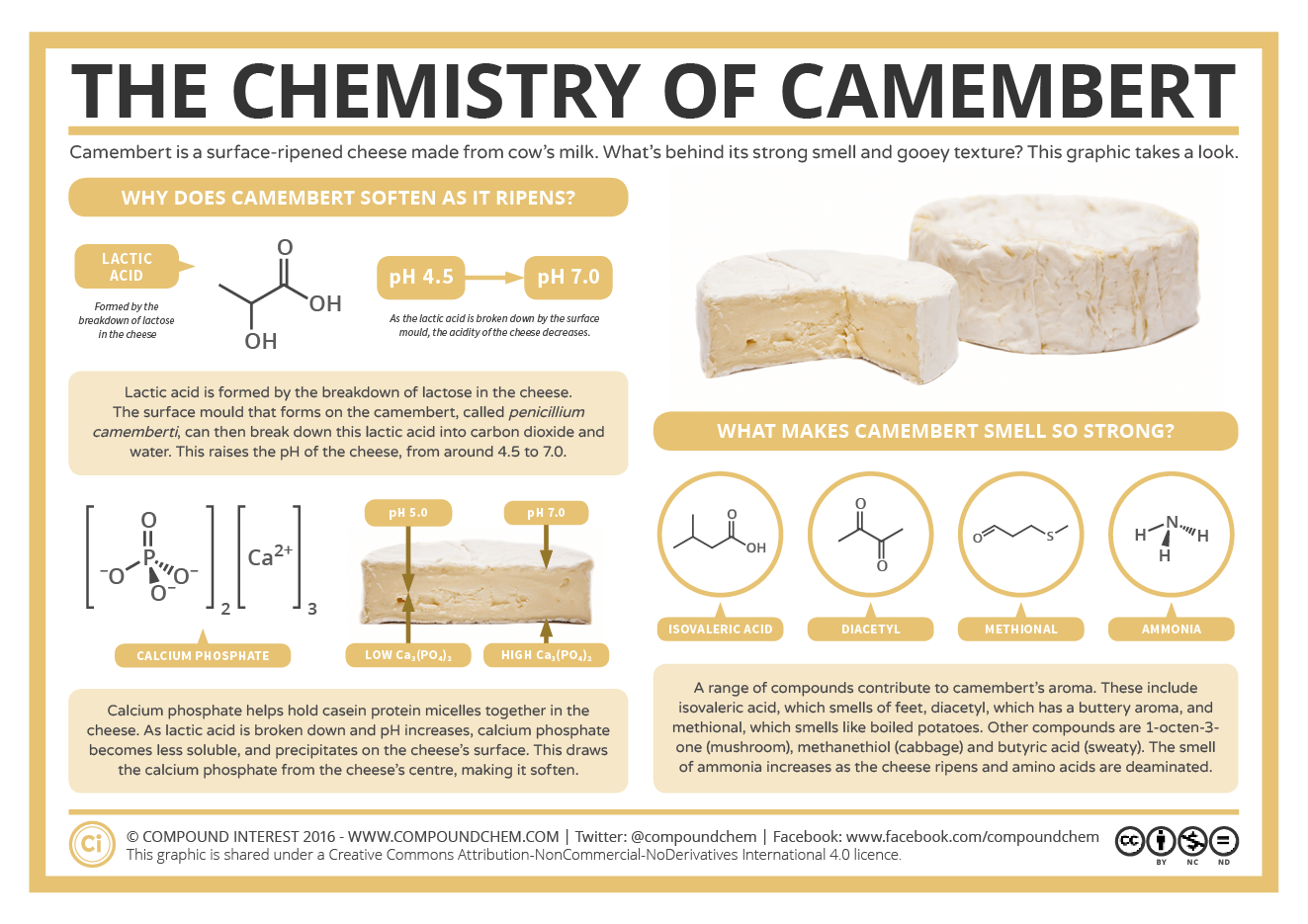 The Chemistry of Camembert Cheese