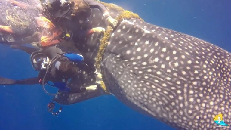 Whale Shark Rescue