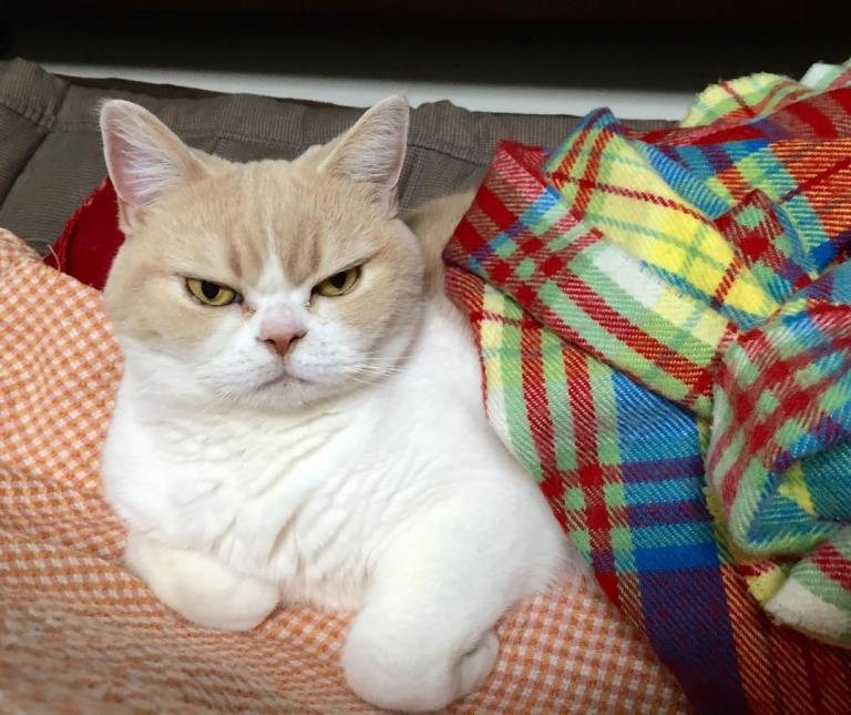 Angry Cat