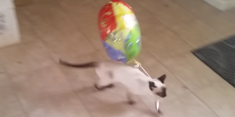 Balloon Cat