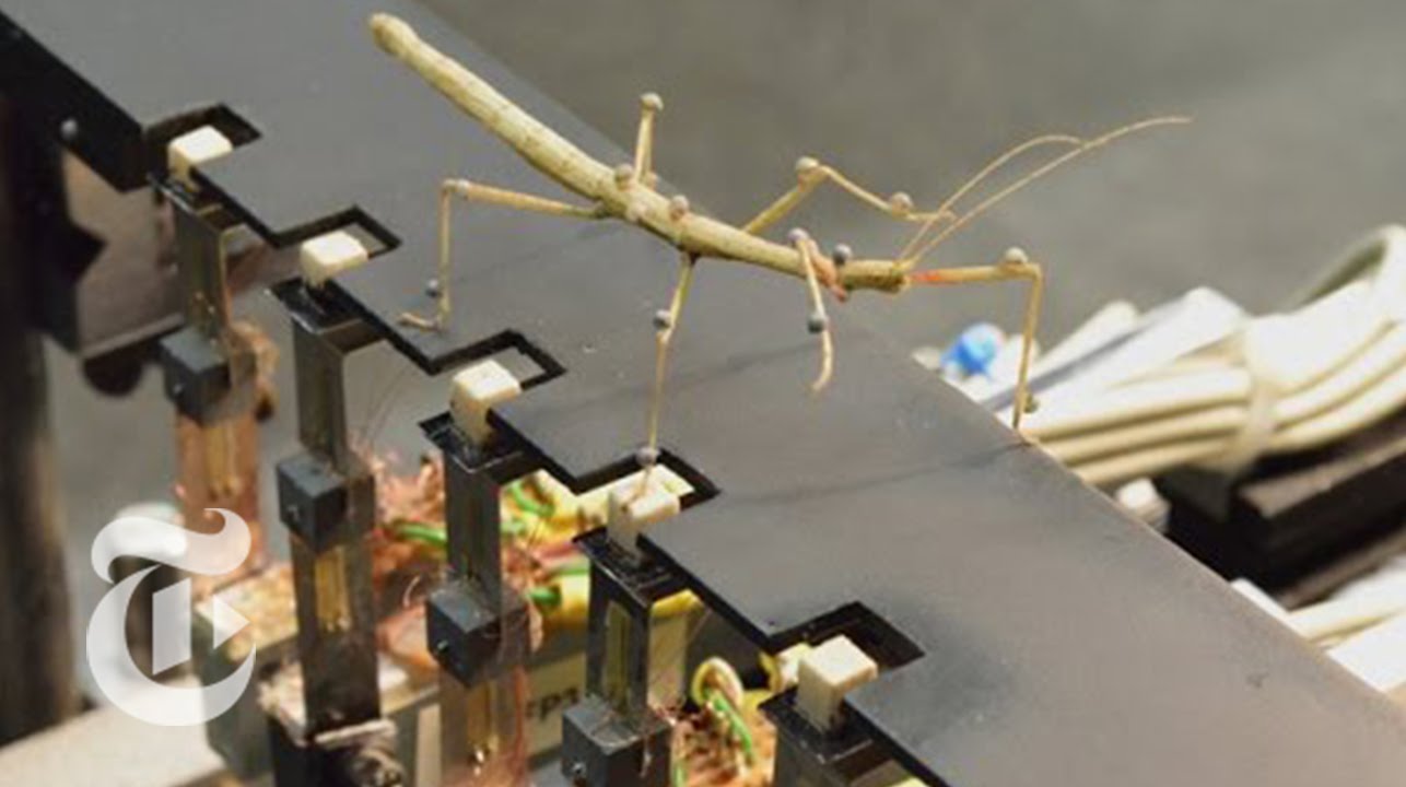 German Scientist Discovers How a Walking Stick Insect Uses Its Six Legs ...