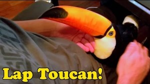 Lap Toucan