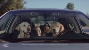Subaru Dogs