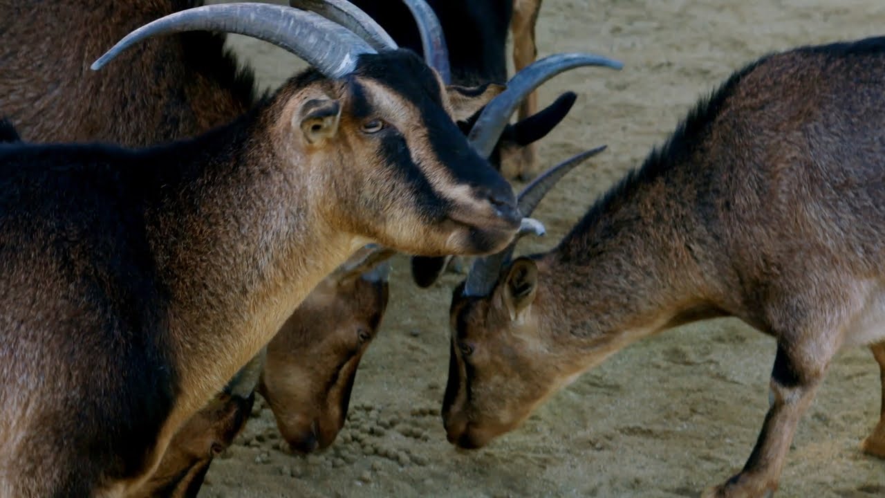 Why Goats and Other Prey Animals Have Eyes on the Sides of Their Heads With  Rotating Horizontal Pupils
