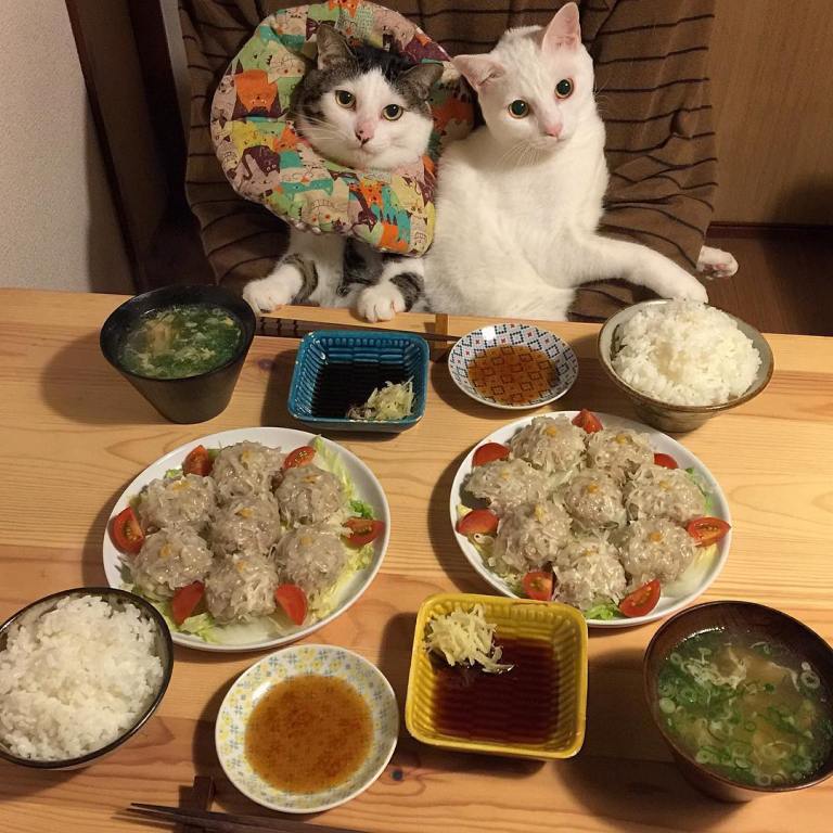 Cat Dinner