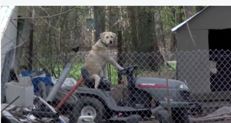 Dog on Lawn Mower