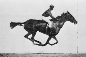 Murbridge Horse GIF