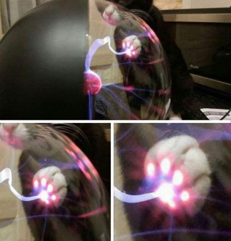 Plasma Cat