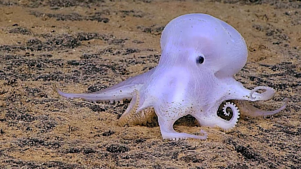 Deep Sea Explorers Discover a Rare Ghostlike Octopus 14,000 Feet Below ...