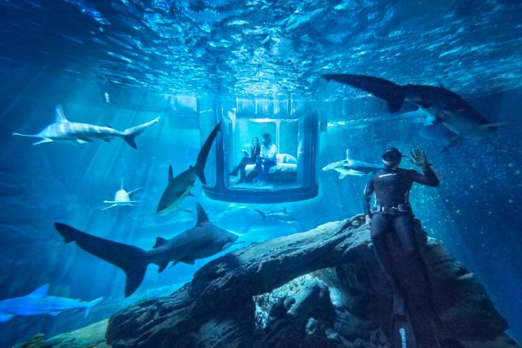 Airbnb Shark Tank and Diver