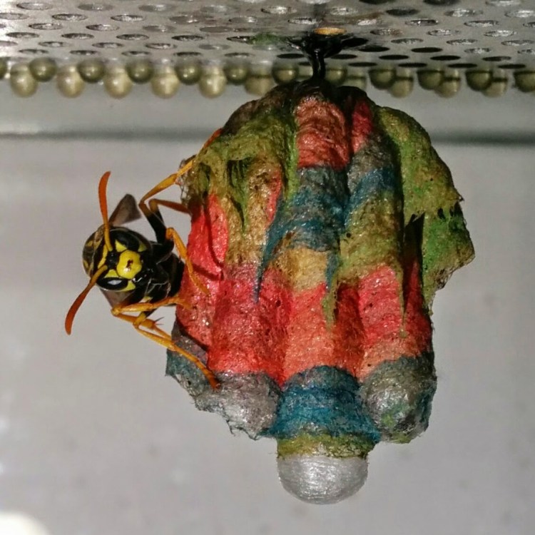 Colorful Nest
