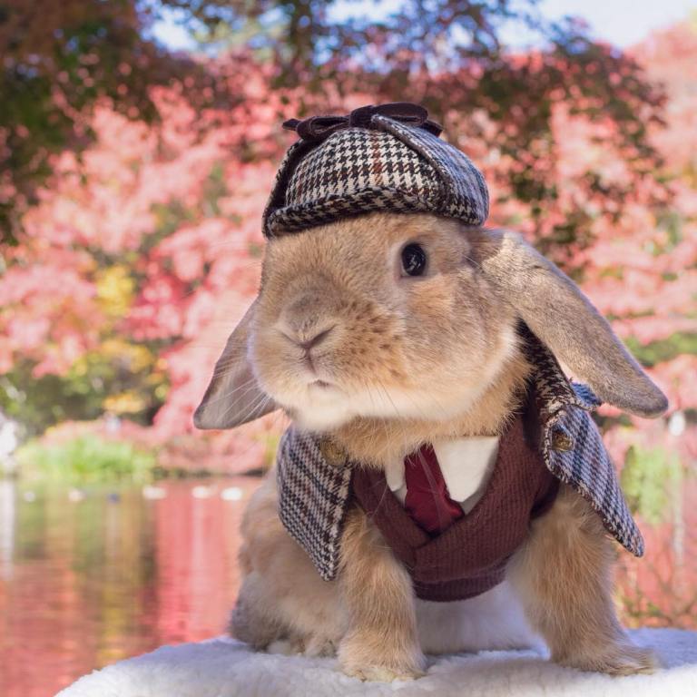 Sherlock Bunny