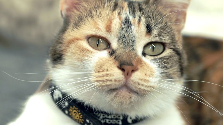 Swedish Scientists Study How Cats Speak