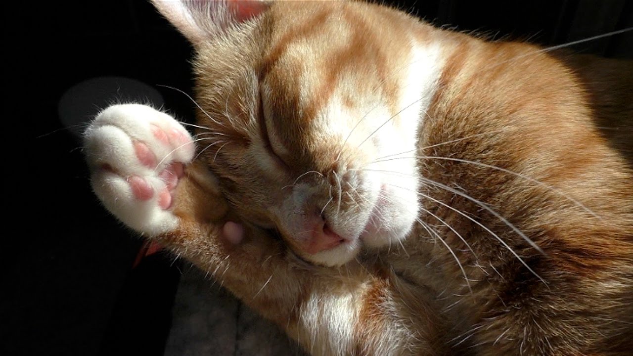 Cole and Marmalade's Human Explains How the Practice of Declawing
