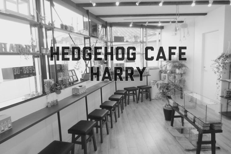 hedgehog cafe