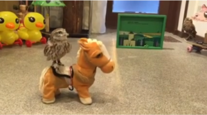 Owl Riding Toy Horse