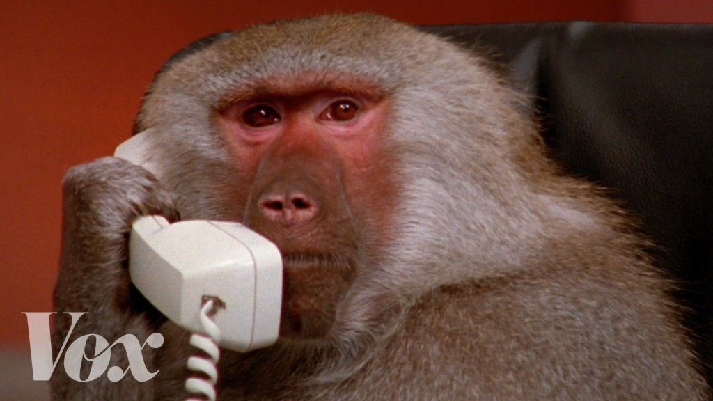 The History of the Popular Images of Office Baboons