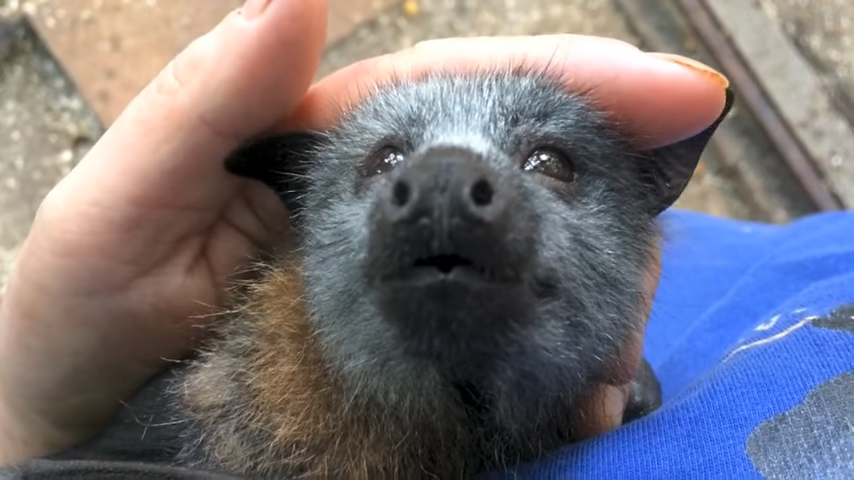 a-young-rescued-bat-makes-adorable-happy-noises-while-getting-his-head