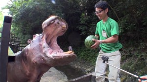 Hippo Eats Watermelon