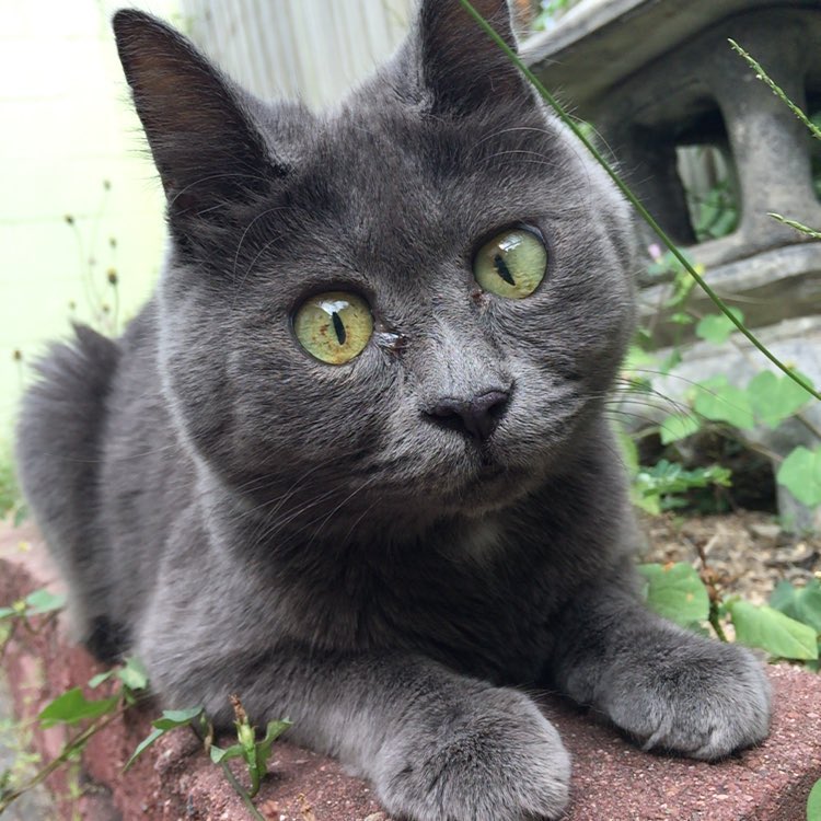 Kevin, A Sweet Chubby Cheeked Cat Who Defied the Odds Lives the ...