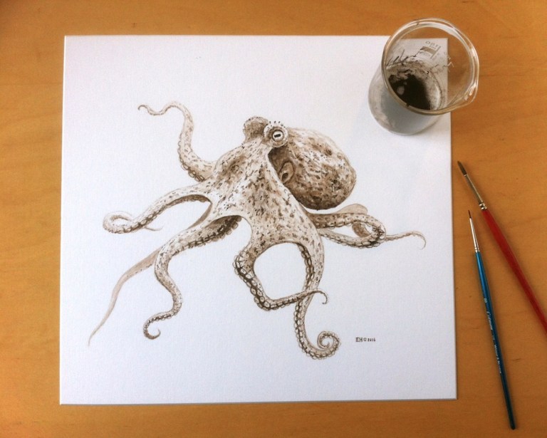 Octopus