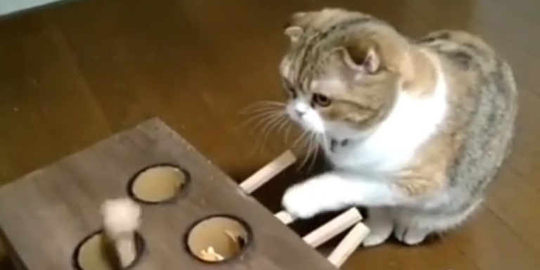 Cat Whack-A-Mole