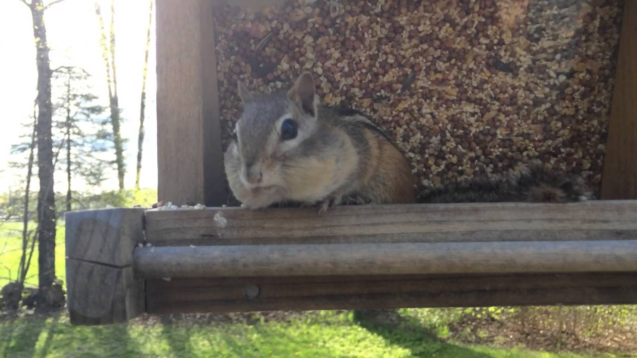 Guilty Chipmunk Willingly Spits Out the Seeds He Stole From a Backyard Bird  Feeder When Questioned