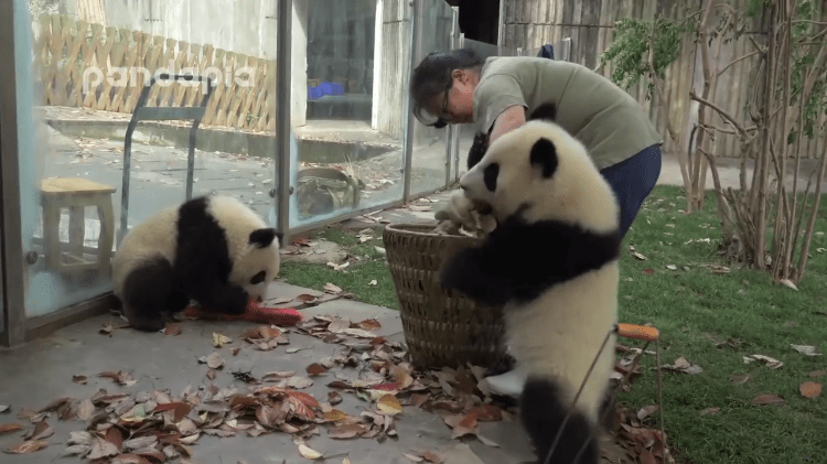 Panda Trouble