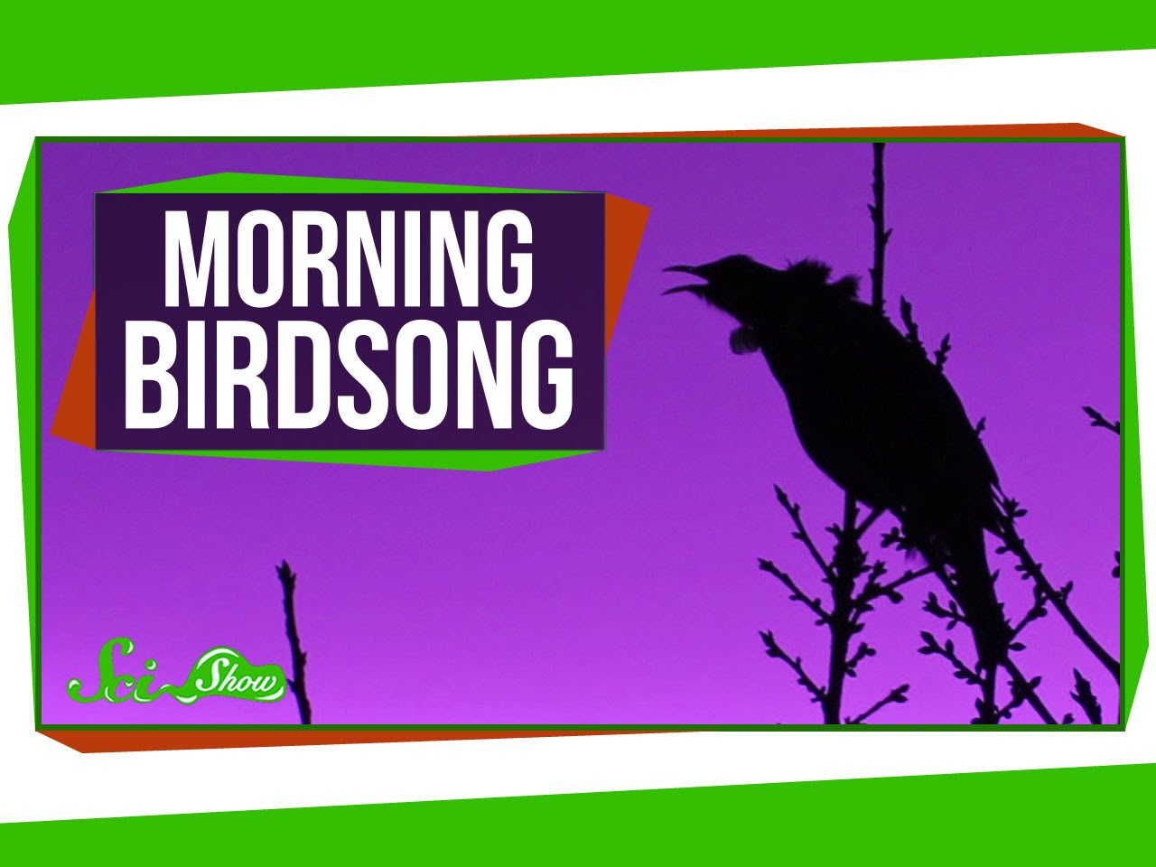 why-songbirds-sing-their-songs-at-sunrise