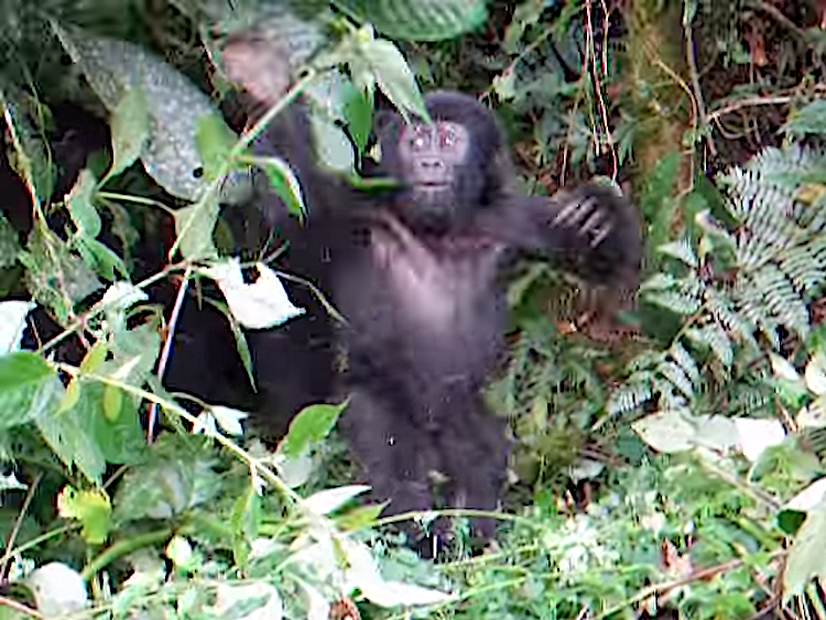 Brave baby gorilla
