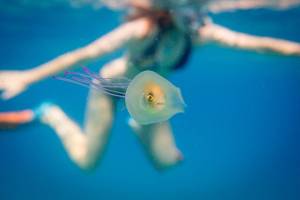 Fish Inside of Jellyfish