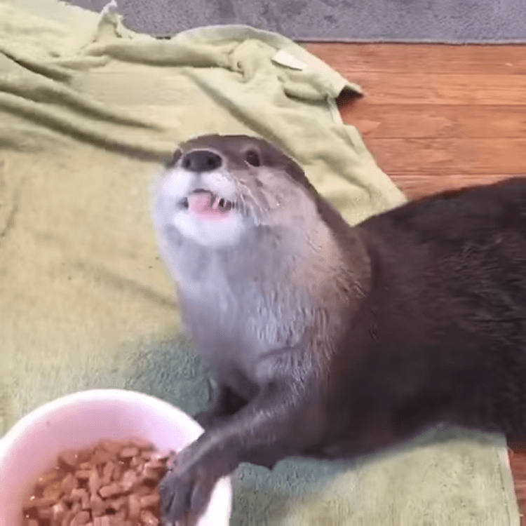 Otter Noisily Enjoys Snack