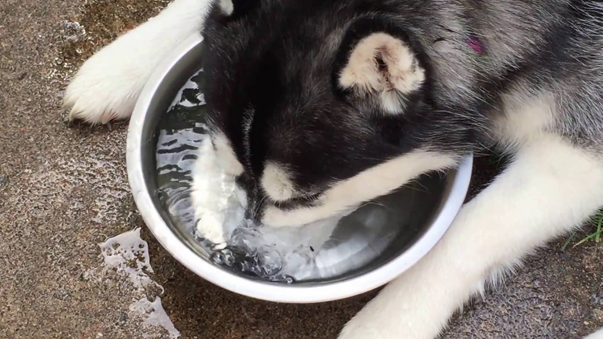 Do Huskies Drink a Lot of Water 