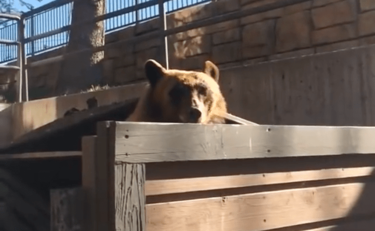 Dumpster Bear