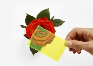 Golden Ratio Finder Against Rose