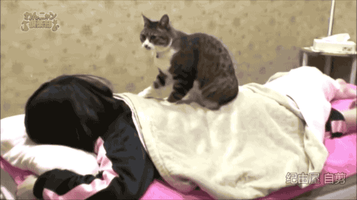 Massaging Cat