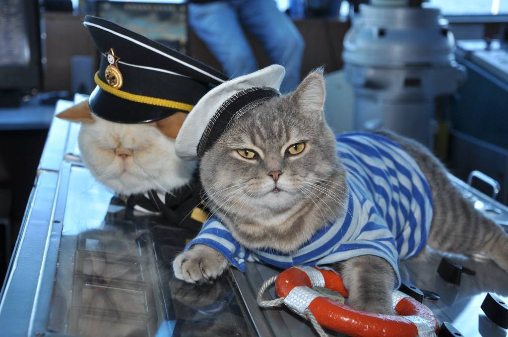 Russian Crews Bring Uniformed Cats Aboard Ships to Help Make River