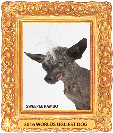 Sweepee Rambo, A Blind Chihuahua & Chinese Crested Mix, Wins 2016 World ...