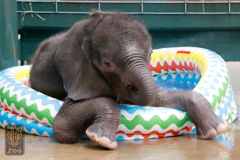 Baby Elephant