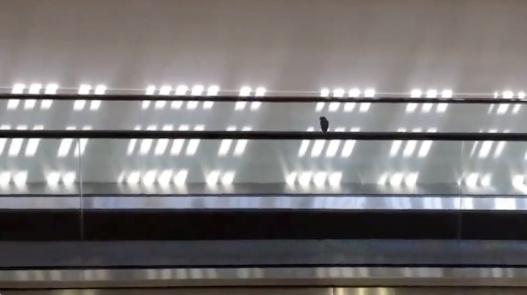 Bird Rides Moving Walkway