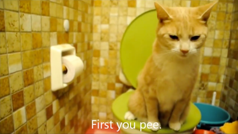 Cat Using the Toilet