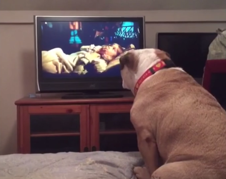 English Bulldog Warns Girl of Danger