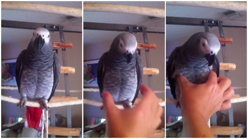 Parrot Squeaky Toy