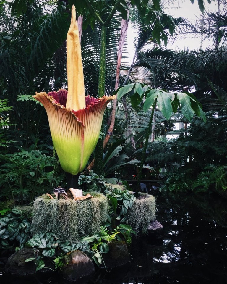 Corpse Flower