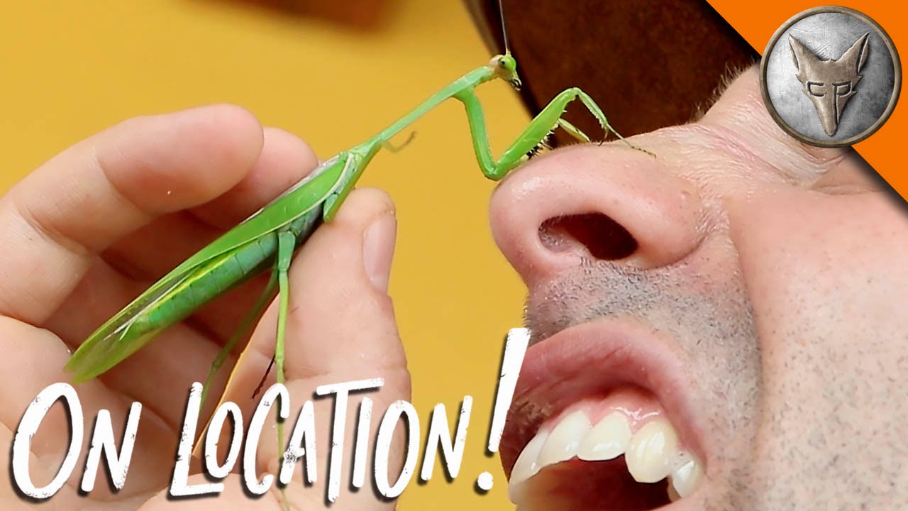 Coyote Peterson Allows a Praying Mantis to Sock Him in the Nose With