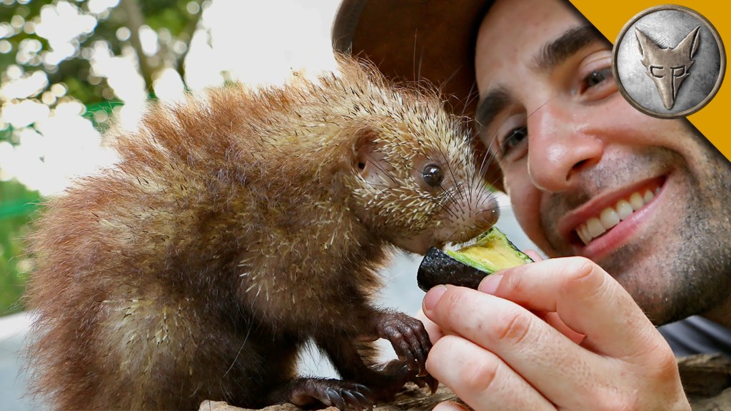 Coyote Peterson Feeds Treats to a Rescued Baby Mexican Hairy Dwarf