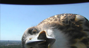 curious hawk