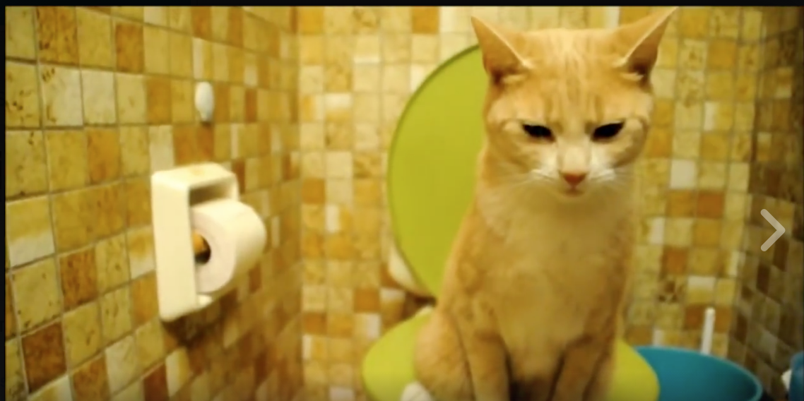 A Savvy Orange Cat Demonstrates the Feline Method for the Proper Use of