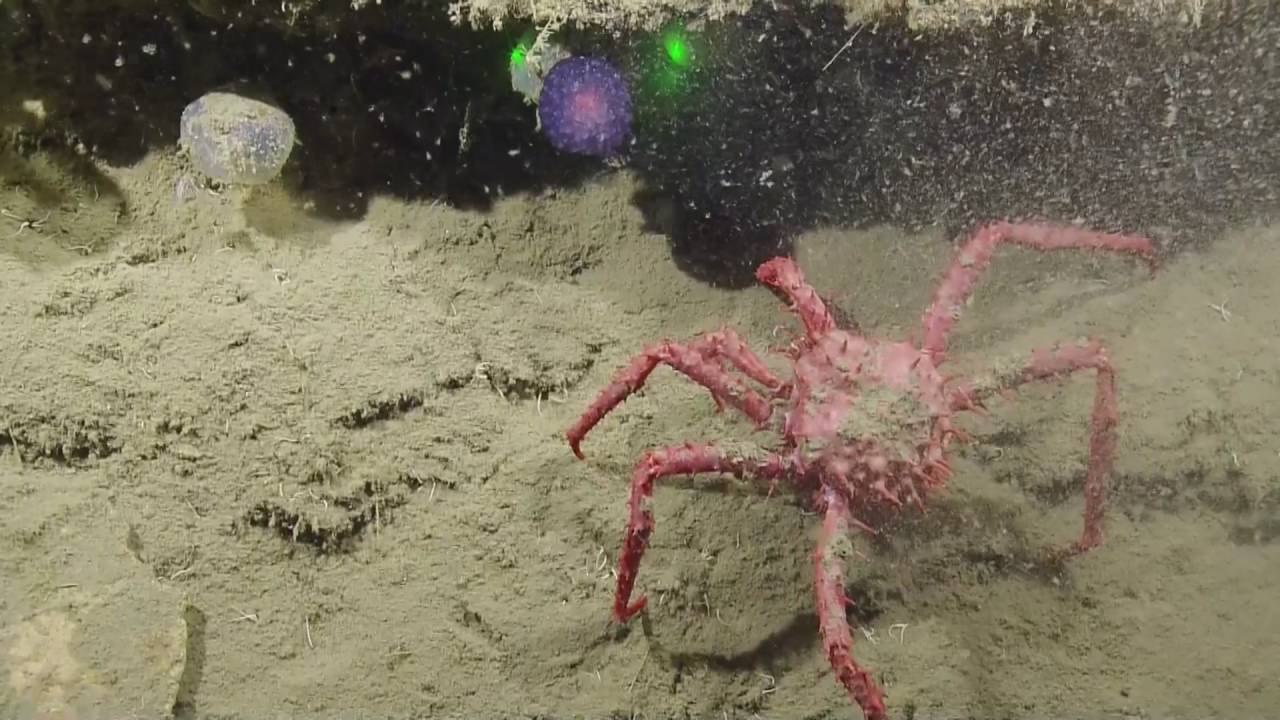 Ocean Explorers Discover a Mysterious Purple Orb That Could Be a New Specie...